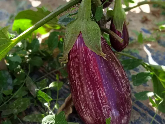 Berenjena listada de Gandía en la planta