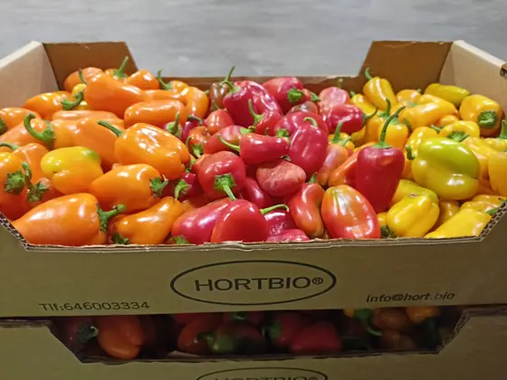 Caja de Hortbio con pimientos mini ecológicos de colores