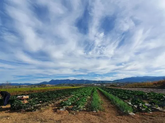 Campo de cultivo de Hortbio con la sierra al fondo