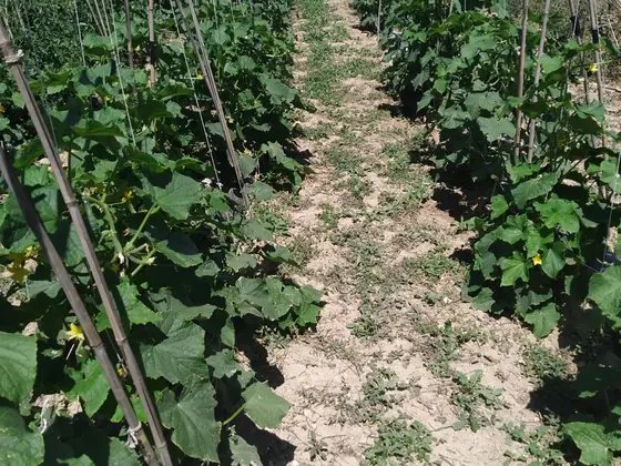 Hileras de hortalizas entutoradas en el campo
