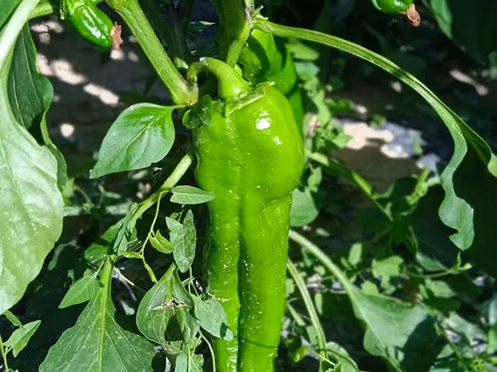 Pimiento italiano verde en la planta