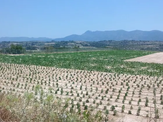 Plantación de calabacín y pimiento