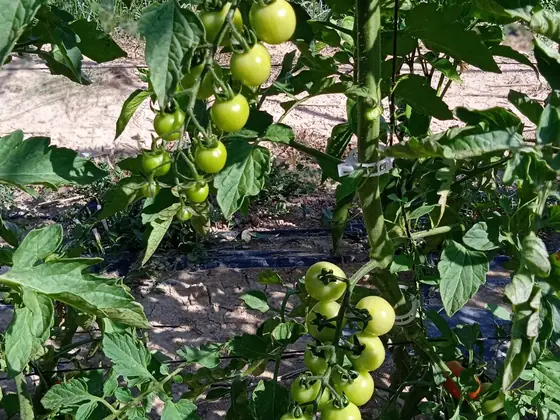 Racimos de tomate cherry ecológico en la planta
