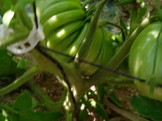 Tomate corazón de buey ecológico en la planta