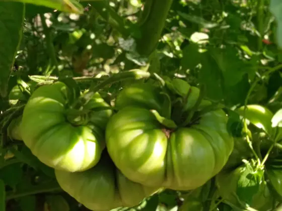 Tomate muchamiel ecológico en la planta