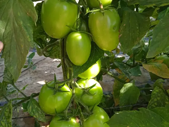 Tomates pera ecológicos en la planta